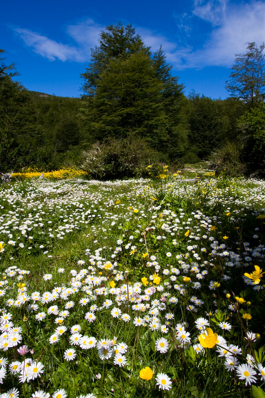 Wildflowers In Forest Clearing